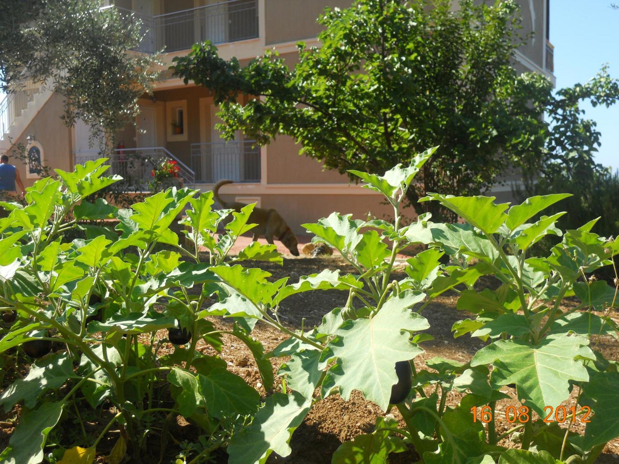 Delfinia Daire Vlachata Dış mekan fotoğraf
